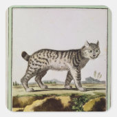 Kanadischer Lynx Quadratischer Aufkleber (Vorderseite)