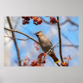 Kanadischer Vogel, Brown Bohemisch Waxwing Poster (Vorne)