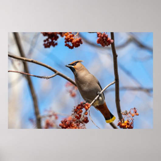 Kanadischer Vogel, Brown Bohemisch Waxwing Poster (Vorne)