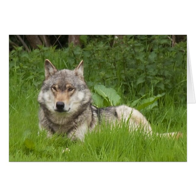 Kanadischer Wolf (Vorderseite (Horizontal))