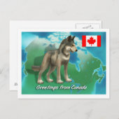 Kanadischer Wolf Postkarte (Vorne/Hinten)