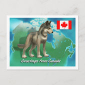 Kanadischer Wolf Postkarte (Vorderseite)