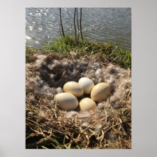 Kanadisches Gans-Nest mit Eiern auf einem Poster