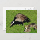 Kanadisches Gänse mit Mutter 1 Postkarte (Vorne/Hinten)