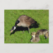Kanadisches Gänse mit Mutter 1 Postkarte (Vorderseite)