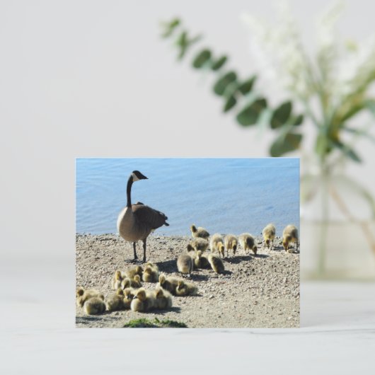 Kanadisches Gänse mit Mutter Postkarte (Stehend Vorderseite)
