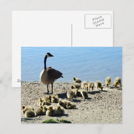 Kanadisches Gänse mit Mutter Postkarte (Vorne/Hinten)