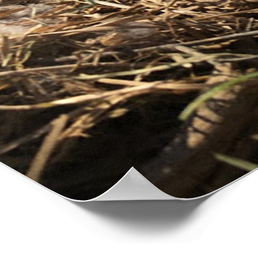 Kanadisches Gänseest mit Eiern auf einem Teich-Pos Poster (Ecke)