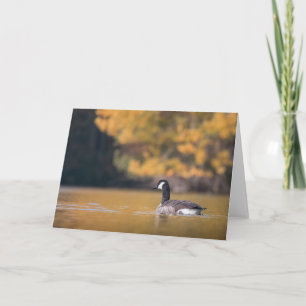 Kanadisches Goose-Nature-Foto Karte