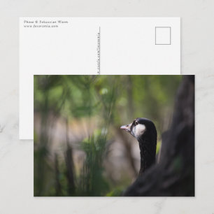 Kanadisches Goose-Nature-Foto Postkarte