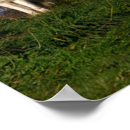 kanadisches Holzwolf-Poster/Print Poster (Ecke)