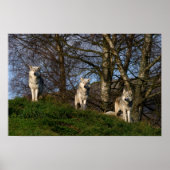 kanadisches Holzwolf-Poster/Print Poster (Vorne)