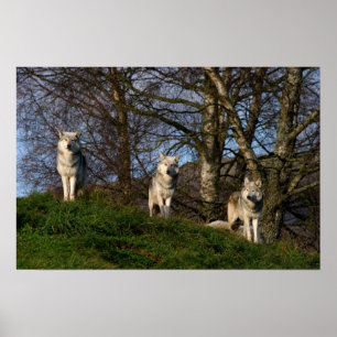 kanadisches Holzwolf-Poster/Print Poster