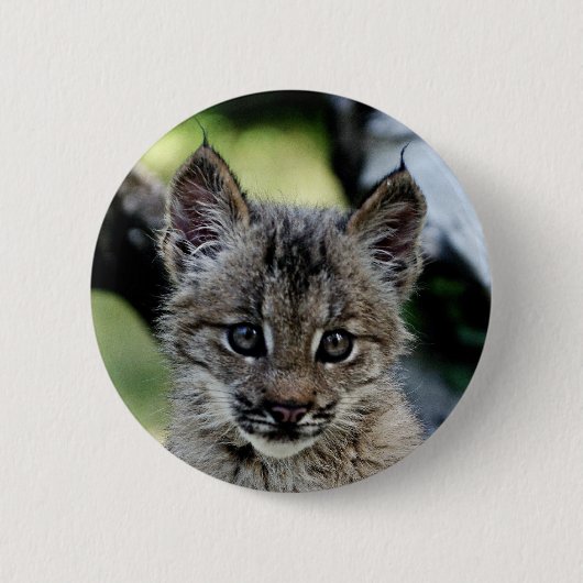 Kanadisches Luchs-Kätzchen Button (Vorderseite)