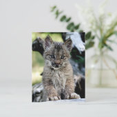 Kanadisches Luchs-Kätzchen Postkarte (Stehend Vorderseite)