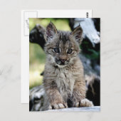 Kanadisches Luchs-Kätzchen Postkarte (Vorne/Hinten)