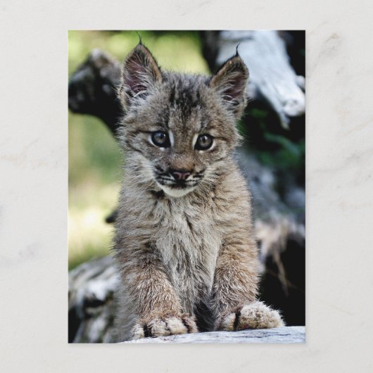 Kanadisches Luchs-Kätzchen Postkarte (Vorderseite)