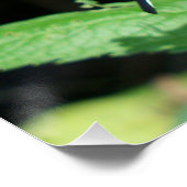 Kanadisches Tiger-Frack Poster (Ecke)