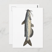 Kanalfische (Jungfische) Postkarte (Vorne/Hinten)
