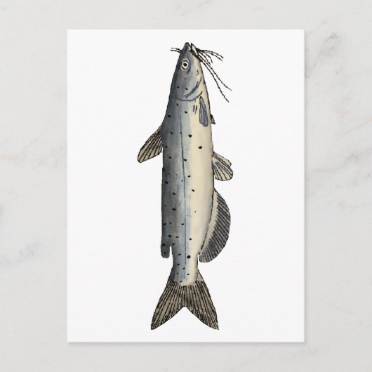 Kanalfische (Jungfische) Postkarte (Vorderseite)