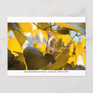 Kanapaha Gardens - Gainesville 015 Postkarte