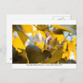 Kanapaha Gardens - Gainesville 015 Postkarte (Vorne/Hinten)