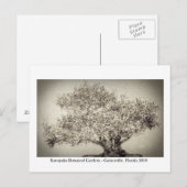 Kanapaha Gardens - Gainesville 017 Postkarte (Vorne/Hinten)