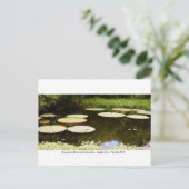 Kanapaha Gardens - Gainesville 2001 Postkarte (Stehend Vorderseite)