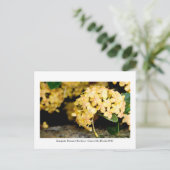 Kanapaha Gardens - Gainesville 2006 Postkarte (Stehend Vorderseite)