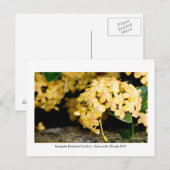 Kanapaha Gardens - Gainesville 2006 Postkarte (Vorne/Hinten)