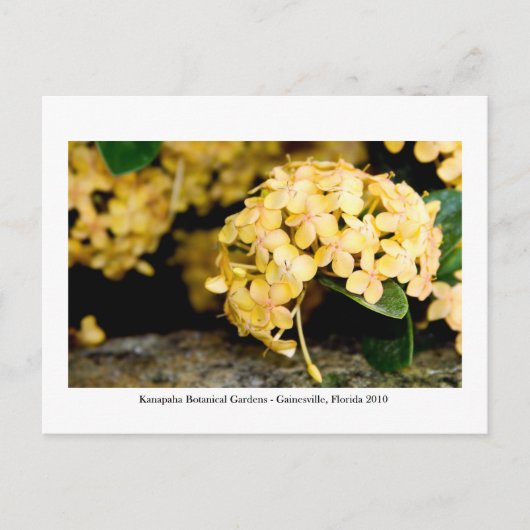 Kanapaha Gardens - Gainesville 2006 Postkarte (Vorderseite)
