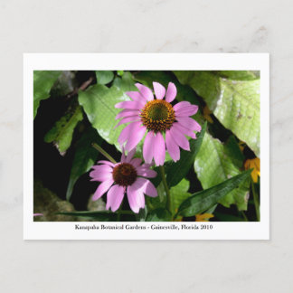 Kanapaha Gardens - Gainesville 2008 Postkarte