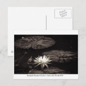 Kanapaha Gardens - Gainesville 20 Postkarte (Vorne/Hinten)