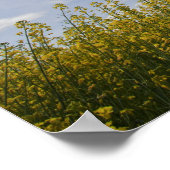 Kanarienlandschaft bereit zur Ernte Poster (Ecke)