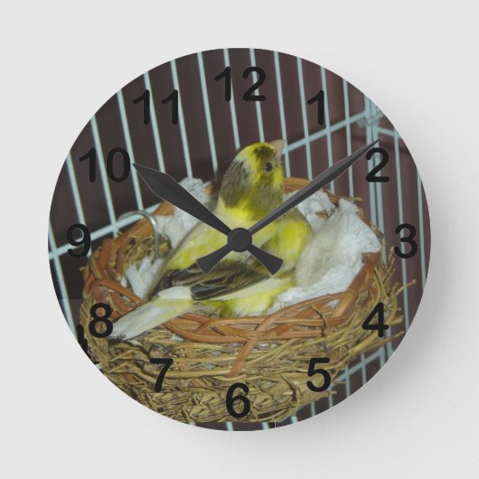 Kanarienvogel Runde Wanduhr (Vorderseite)