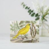 Kanarische Vintage Illustration Postkarte (Stehend Vorderseite)