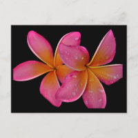 Kaneohe Sunburst Plumeria Postcard