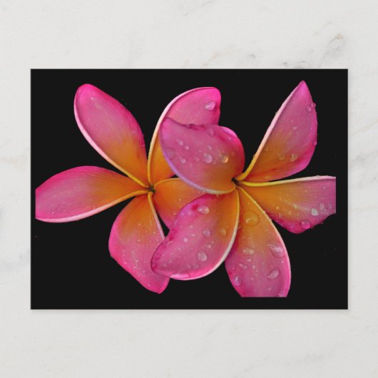 Kaneohe Sunburst Plumeria Postcard Postkarte (Vorderseite)