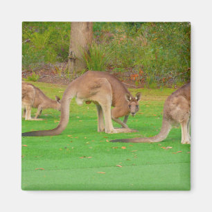 Kanga Magnet