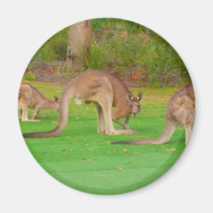 Kanga Magnet