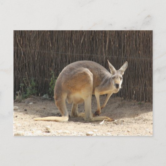 Kanga Postkarte (Vorderseite)