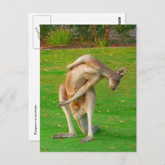 Kanga-Stretch Postkarte (Vorne/Hinten)