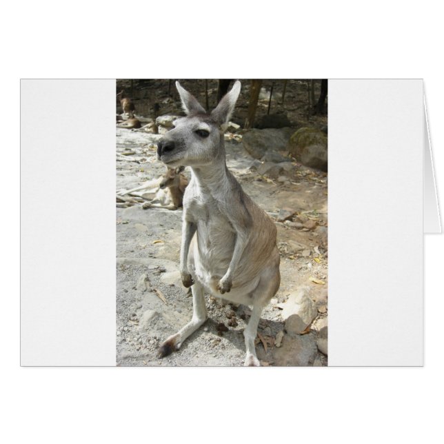 KANGAROO (Vorderseite (Horizontal))