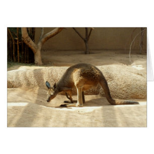 Kangaroo