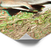 Kangaroo 3D Anaglyph Poster (Ecke)