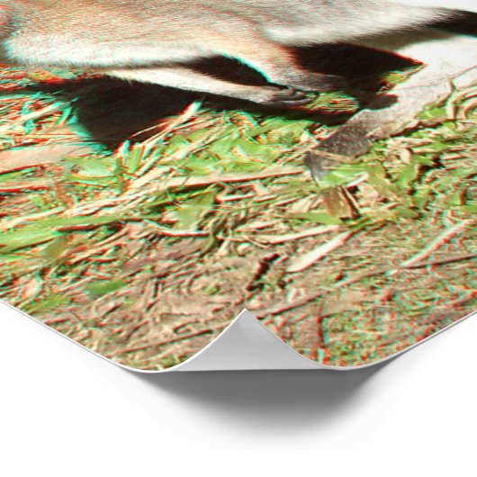Kangaroo 3D Anaglyph Poster (Ecke)