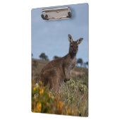 Kangaroo Australia Foto Klemmbrett (Links)