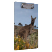 Kangaroo Australia Foto Klemmbrett (Rechts)