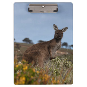Kangaroo Australia Foto Klemmbrett