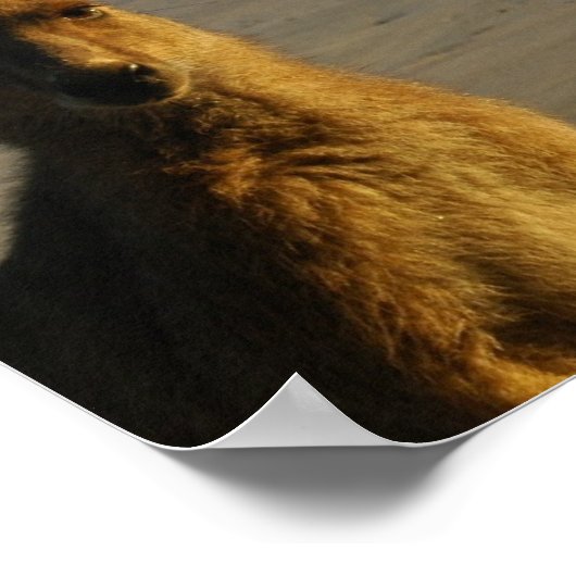 Kangaroo Foto Print Poster (Ecke)